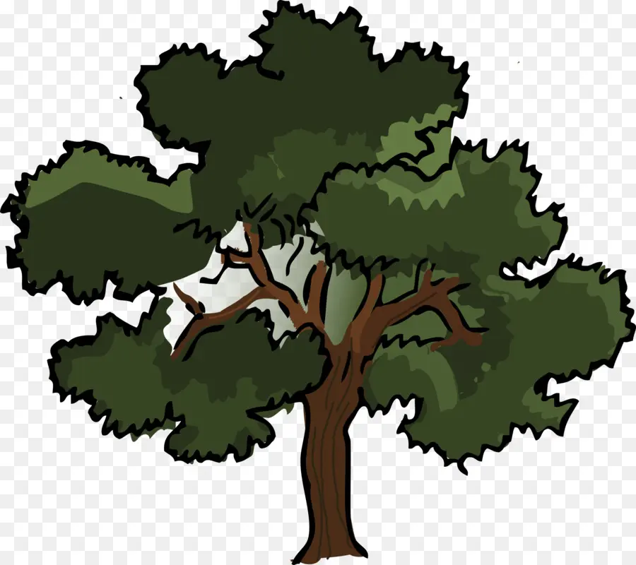 البلوط，شجرة PNG