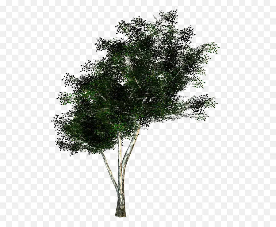 متسابق，شجرة PNG