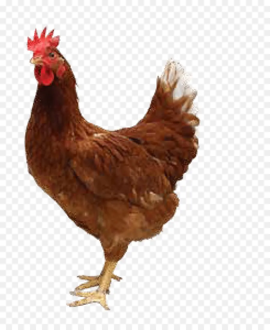 فرخة，دجاج محمر PNG