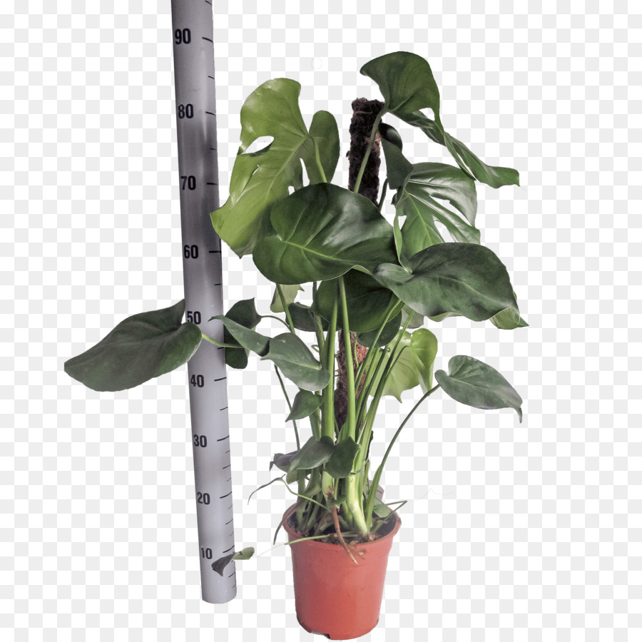 نبات محفوظ بوعاء，Com Monstera PNG