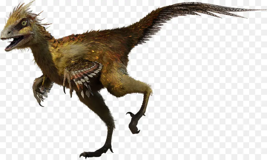 Hesperonychus，فيلوسيرابتور PNG