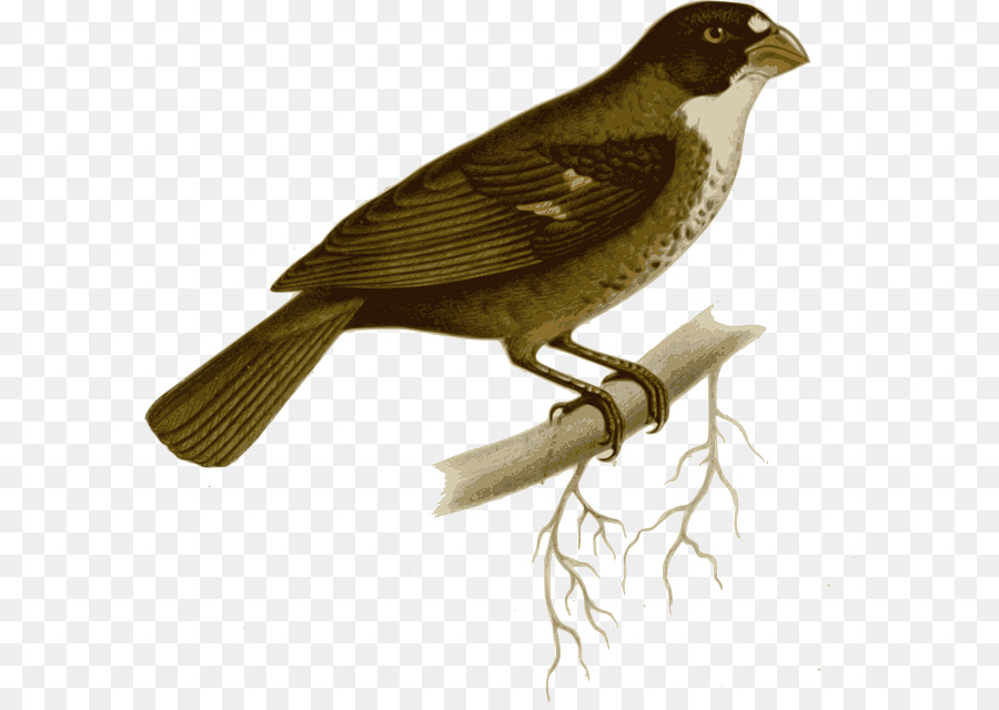 طائر التناجر，Buffyfronted Seedeater PNG