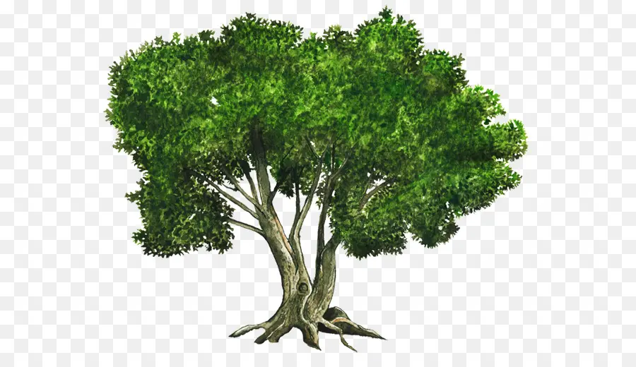 شجرة，Arecaceae PNG