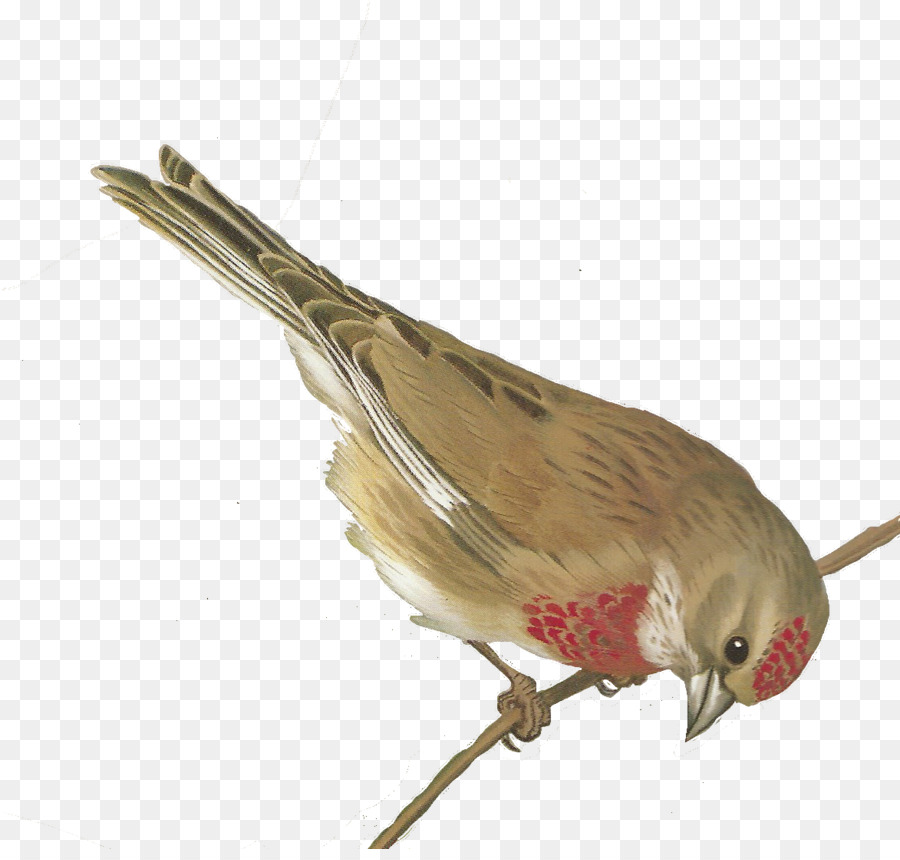 الطيور，فينش PNG