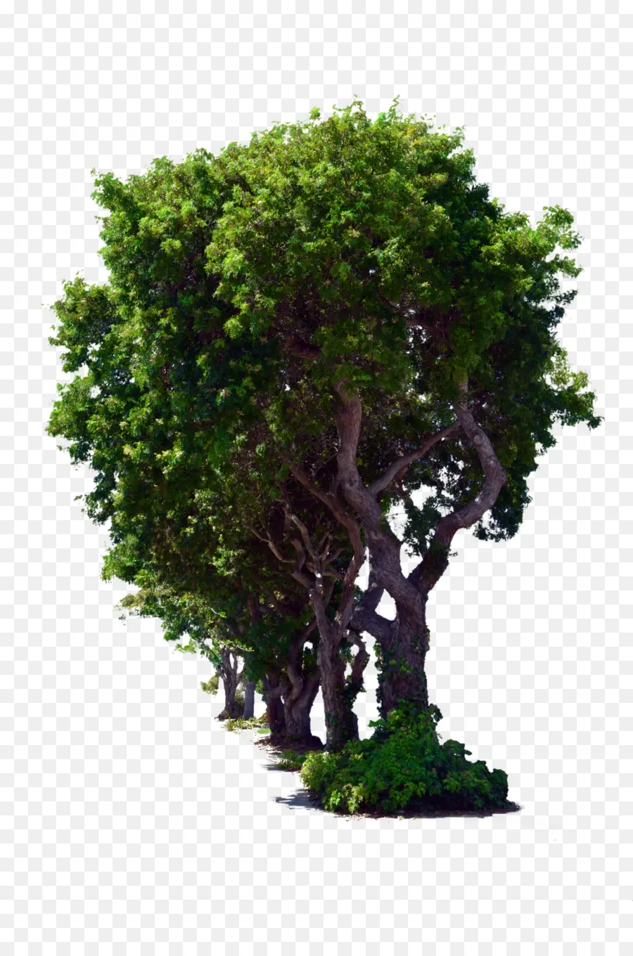 شجرة，الوسام PNG