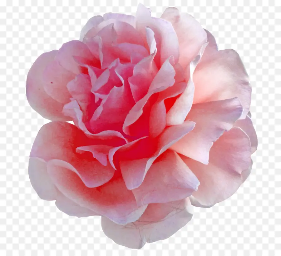 زهرة，الوردي PNG