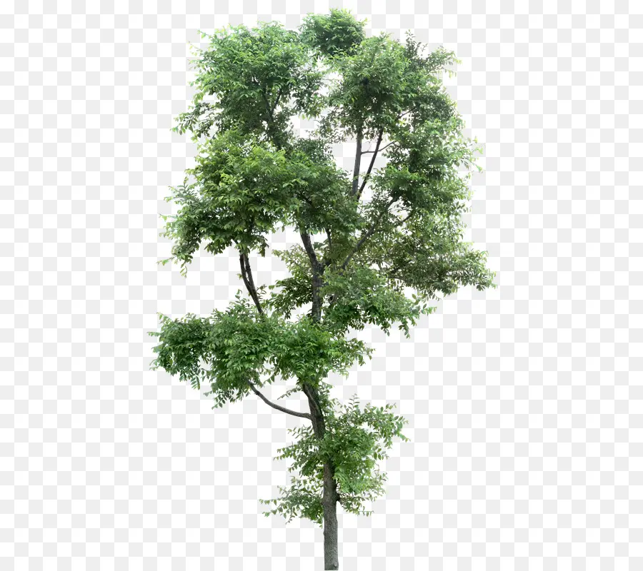 حور ألبا，شجرة PNG