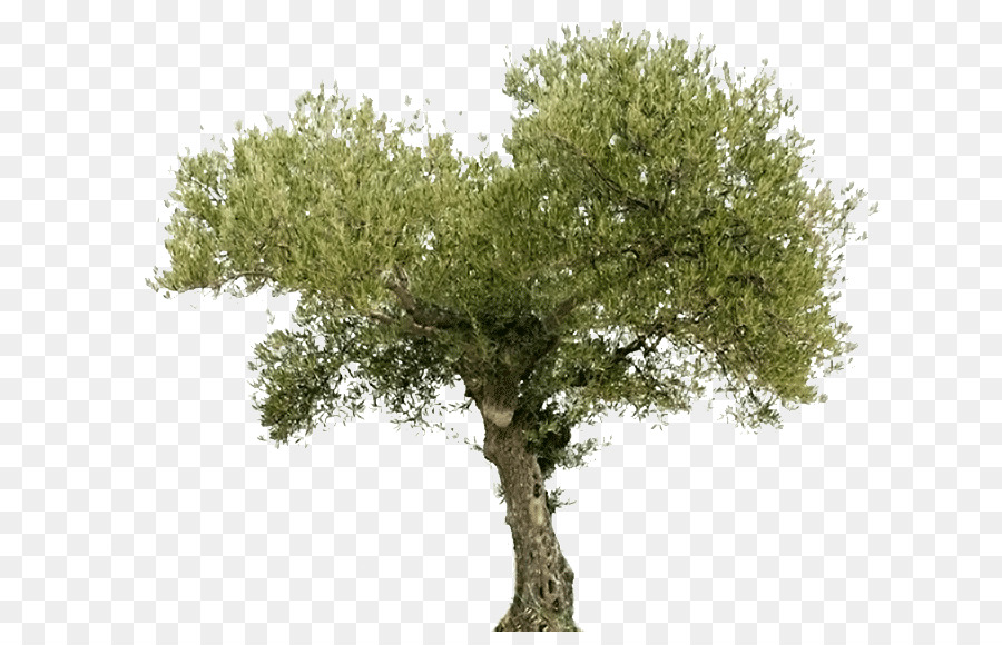 شجرة الزيتون زيت الزيتون صورة بابوا نيو غينيا