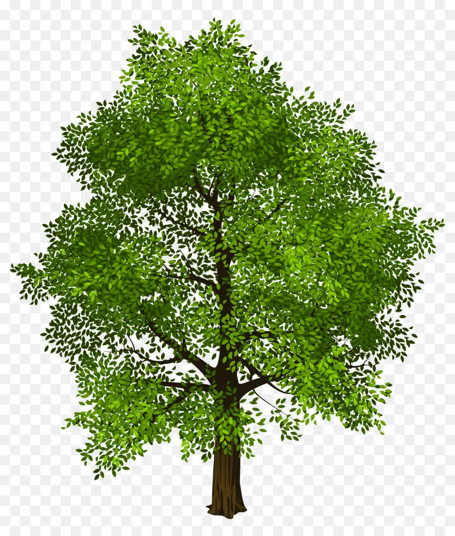 شجرة，الشفافية و الشفافية PNG