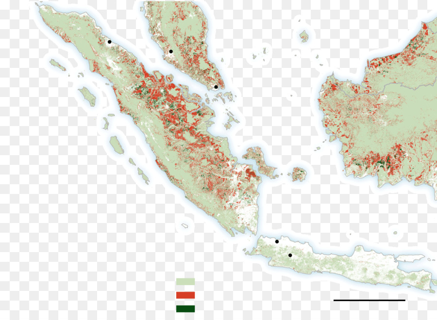 من Mentawai جزر ريجنسي，Shortheaded Roundleaf Bat PNG