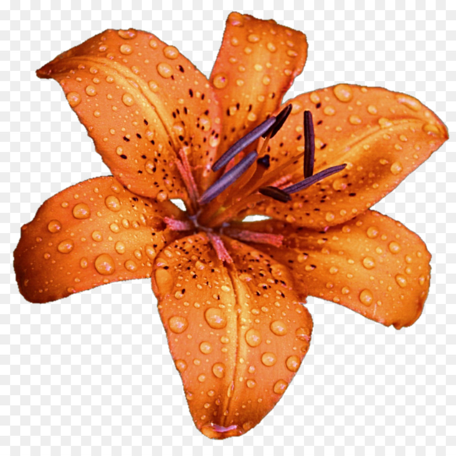 زنبق Bulbiferum，زهرة PNG