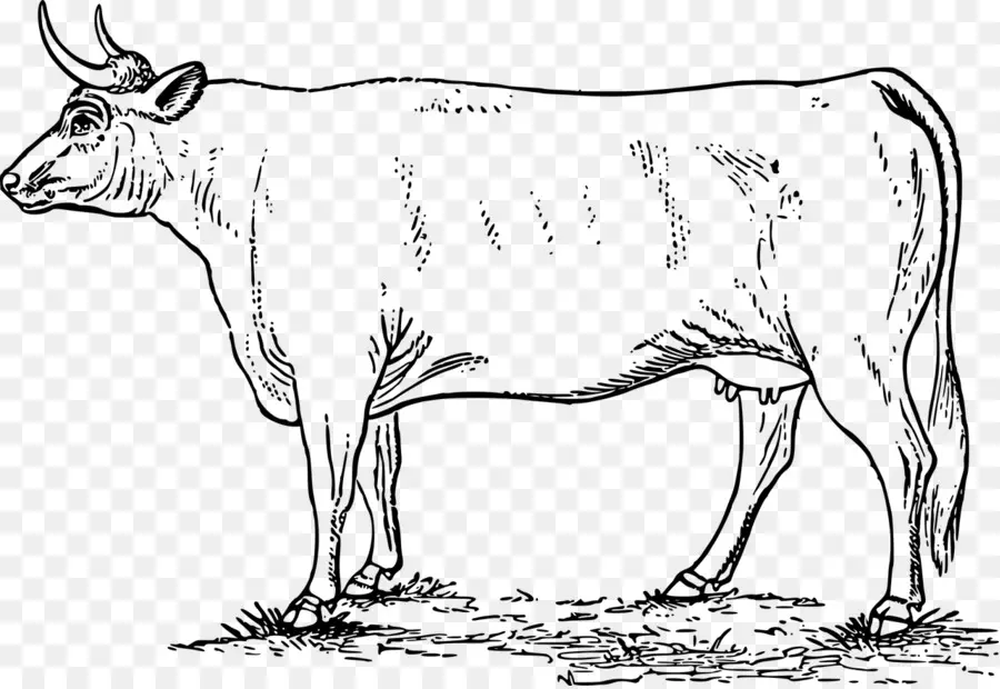 Ayrshire الماشية，الأغنام PNG