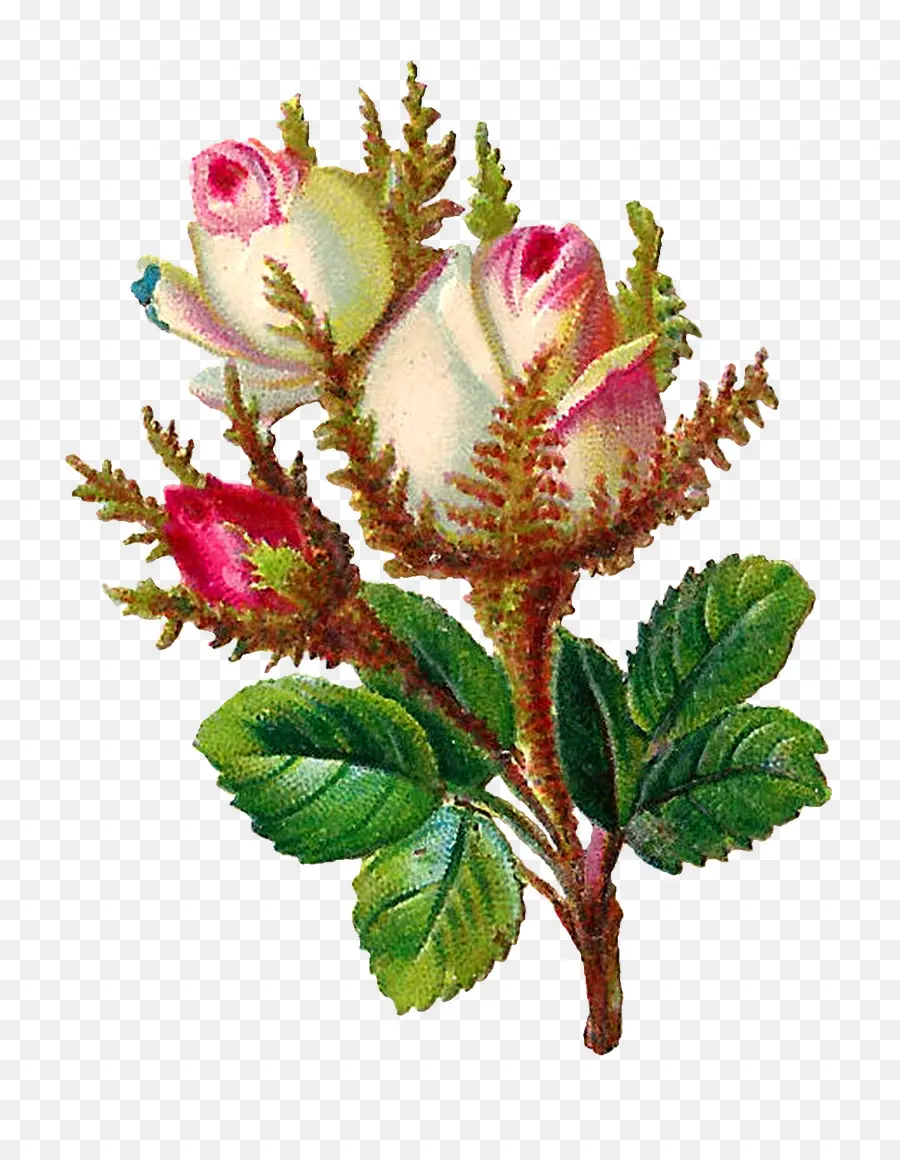 Centifolia الورود，زهرة PNG