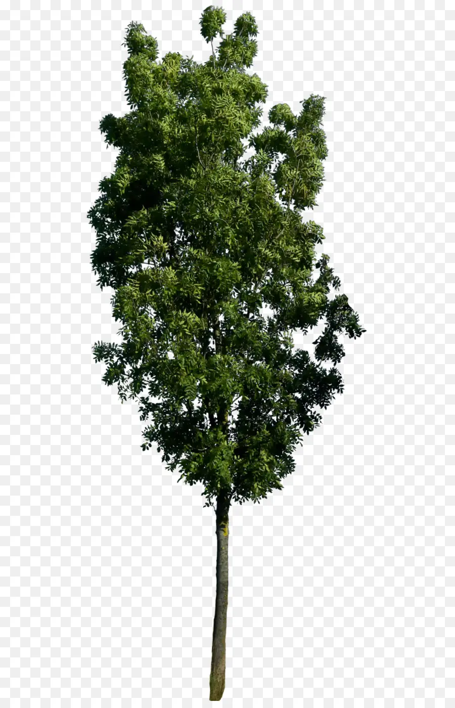 البلوط Acutissima，شجرة PNG
