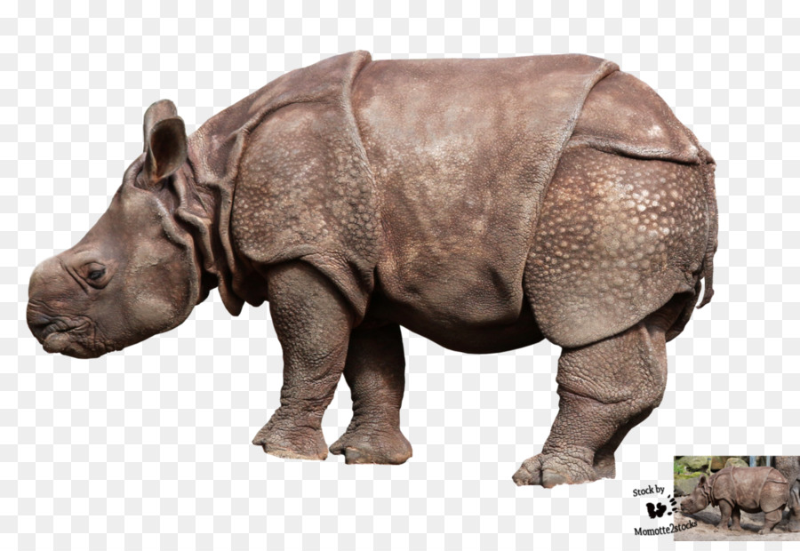 وحيد القرن，التصوير الفوتوغرافي PNG