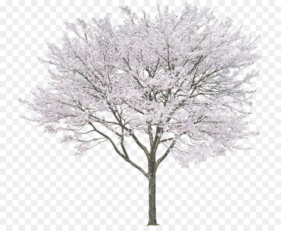 شجرة，الشرقية الصنوبر الأبيض PNG