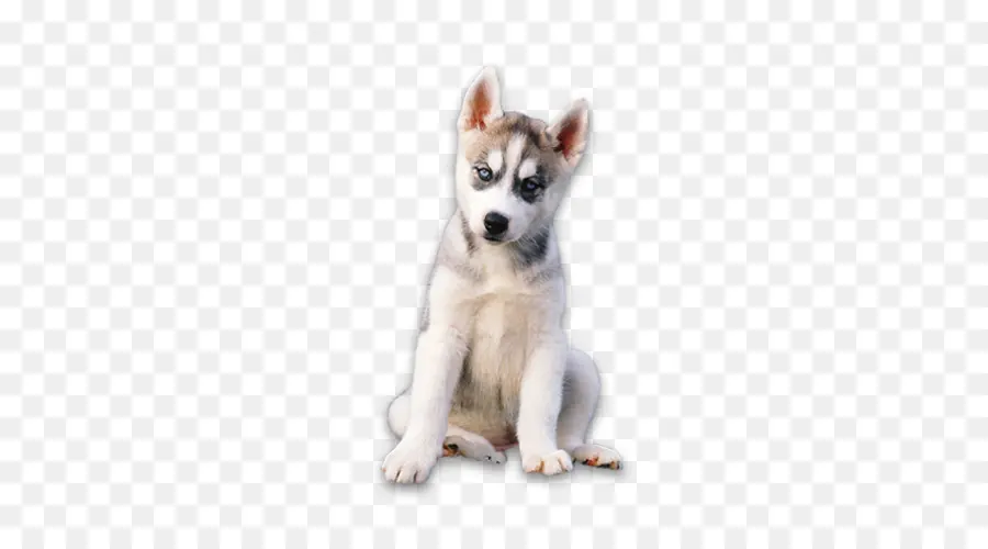 أجش سيبيريا，الكندي كلب الإسكيمو PNG