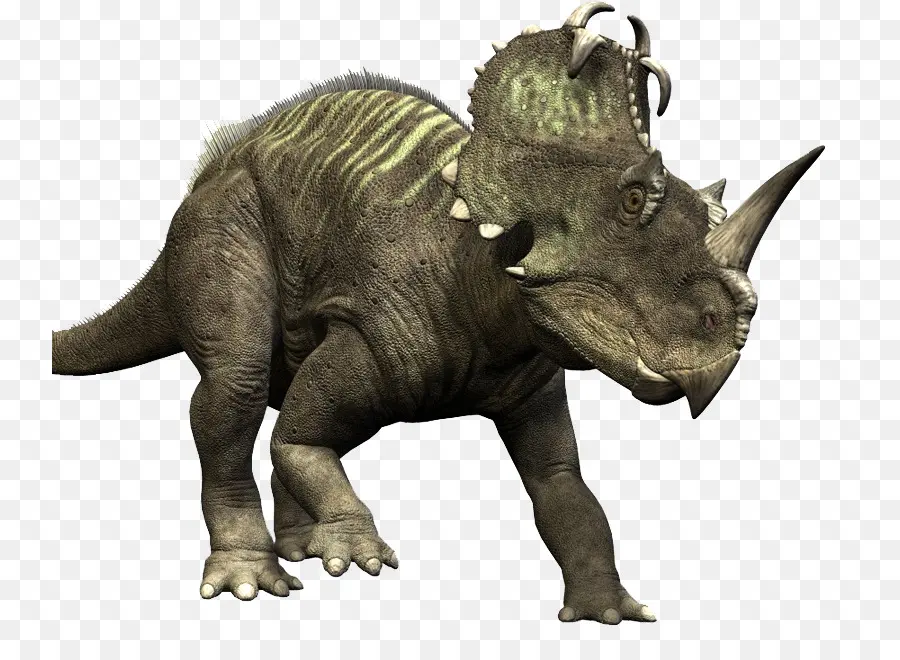 Medusaceratops，Ceratops PNG