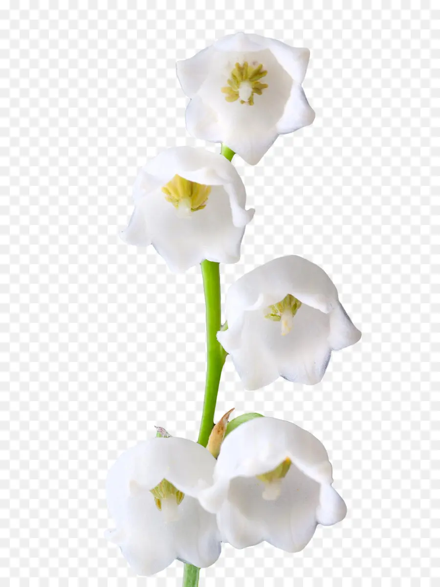 زنبق الوادي，Lilium Candidum PNG