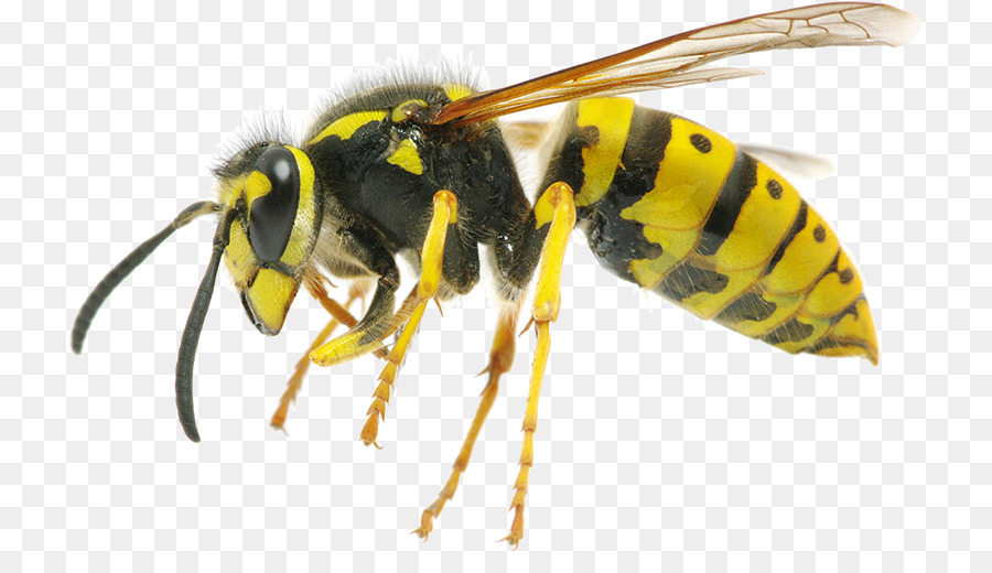 النحل دبور دبور العسل