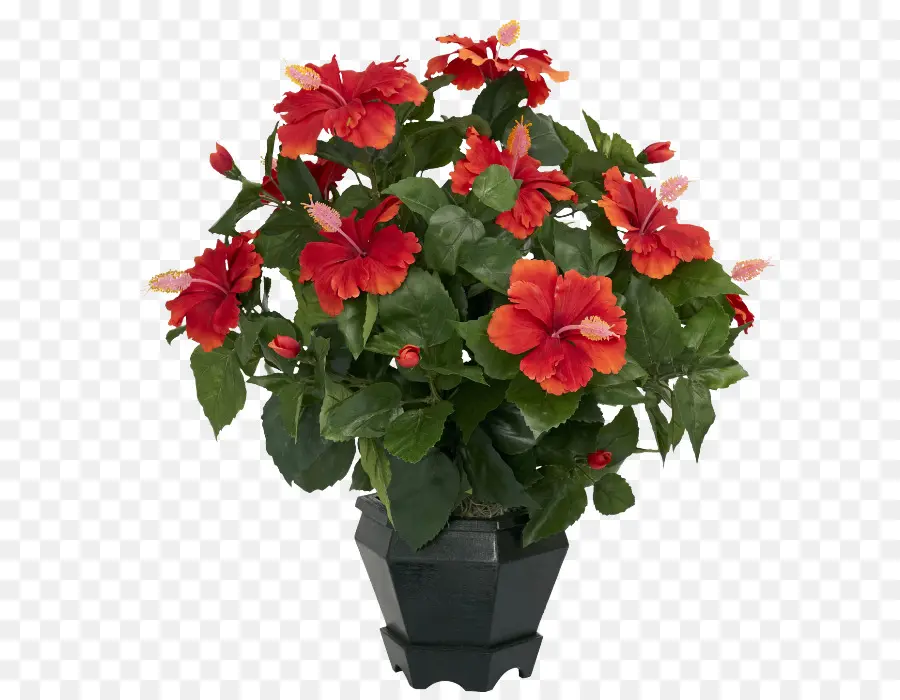 Shoeblackplant，مصنع PNG