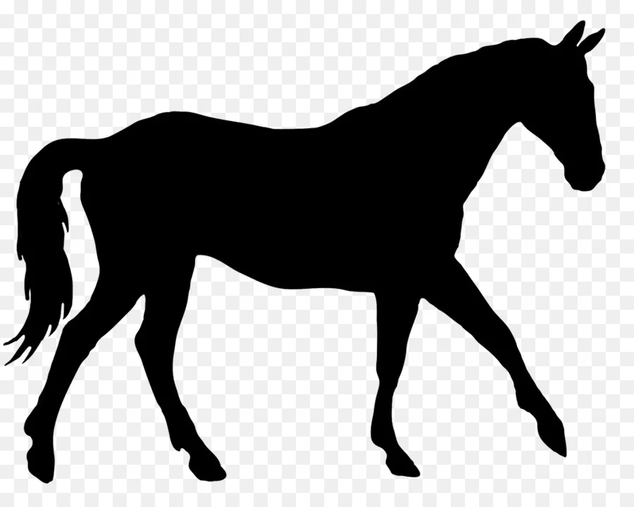 أمريكا الربع الحصان，حصان كلب PNG