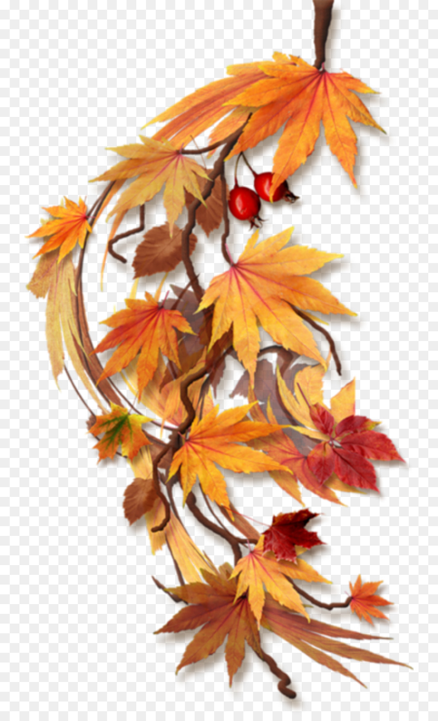 الخريف，أوراق الخريف اللون PNG