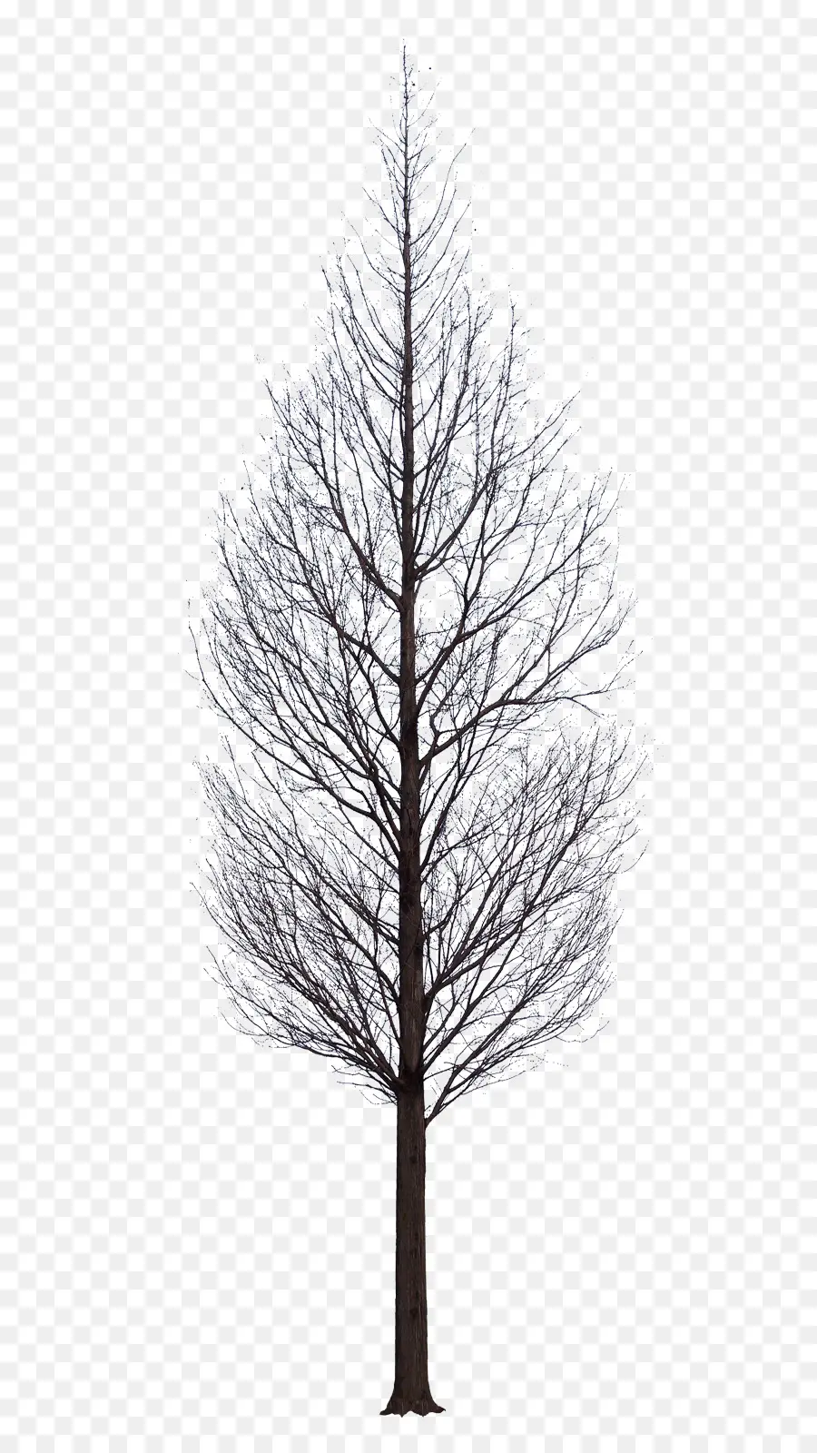 شجرة，الضوء PNG