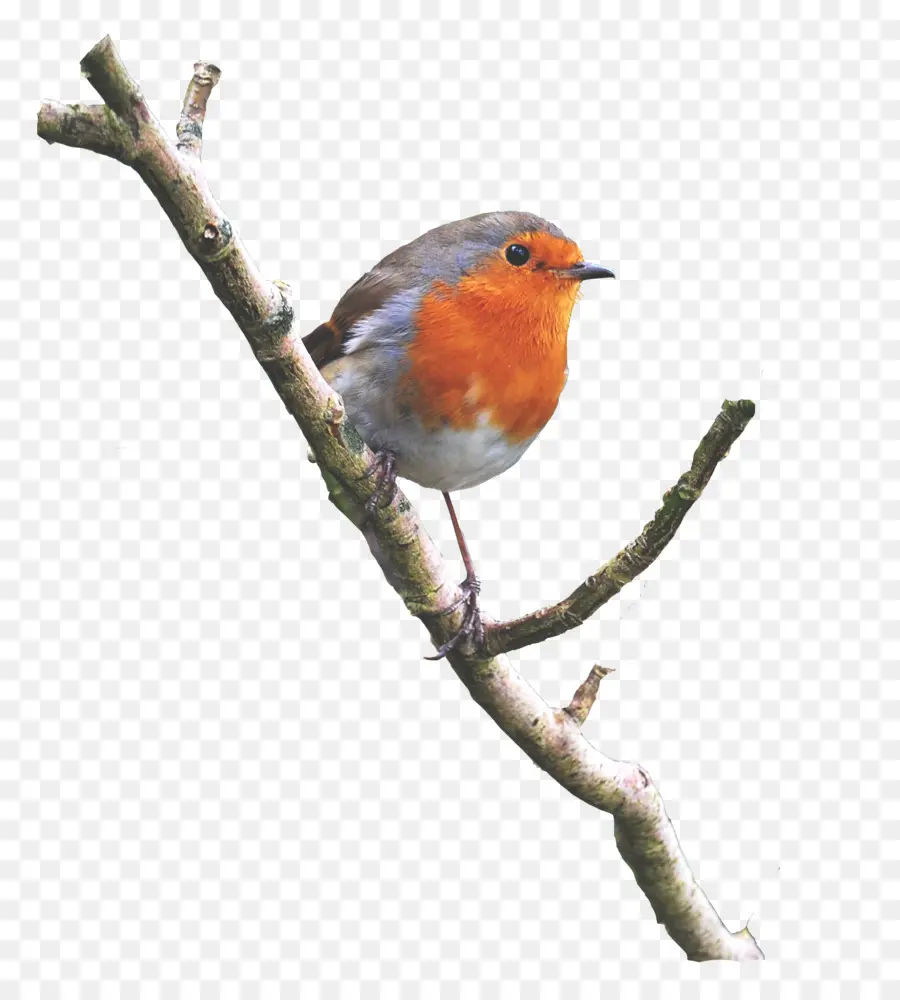 Robin，فرع PNG