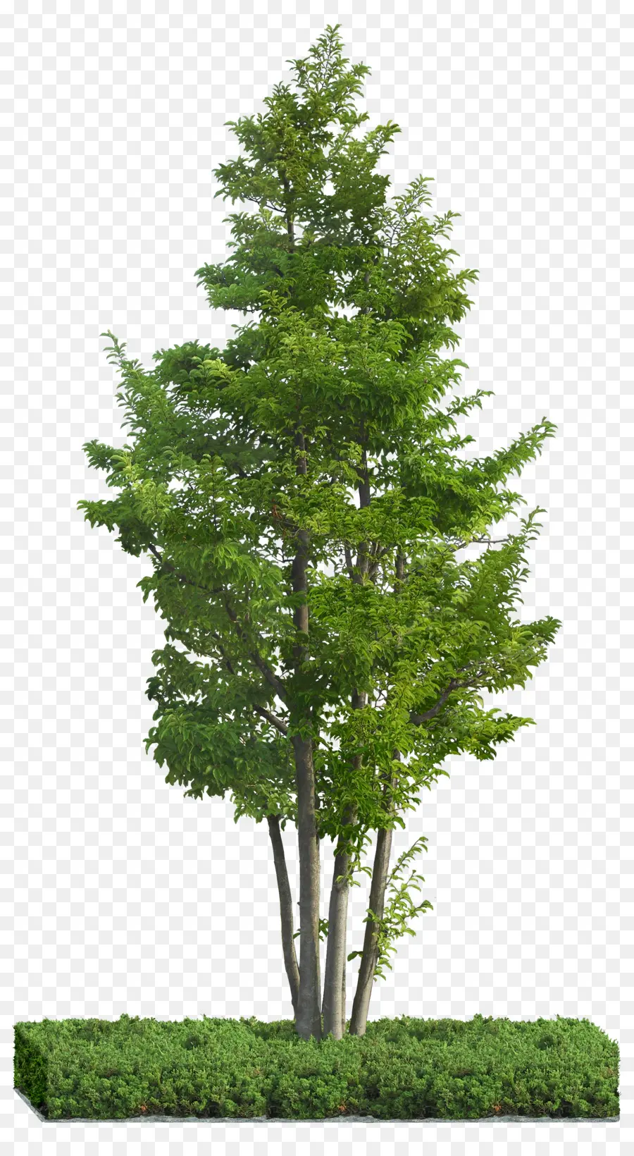 شجرة，فكرة PNG