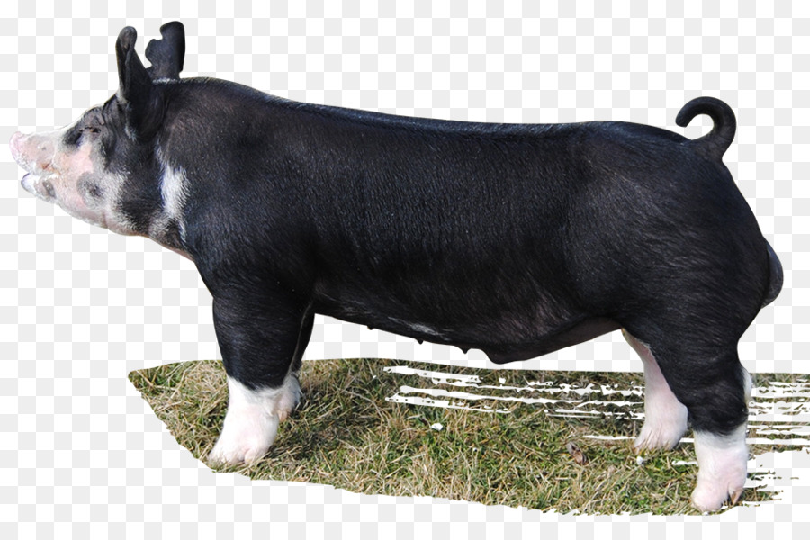 الماشية，الخنزير البري PNG