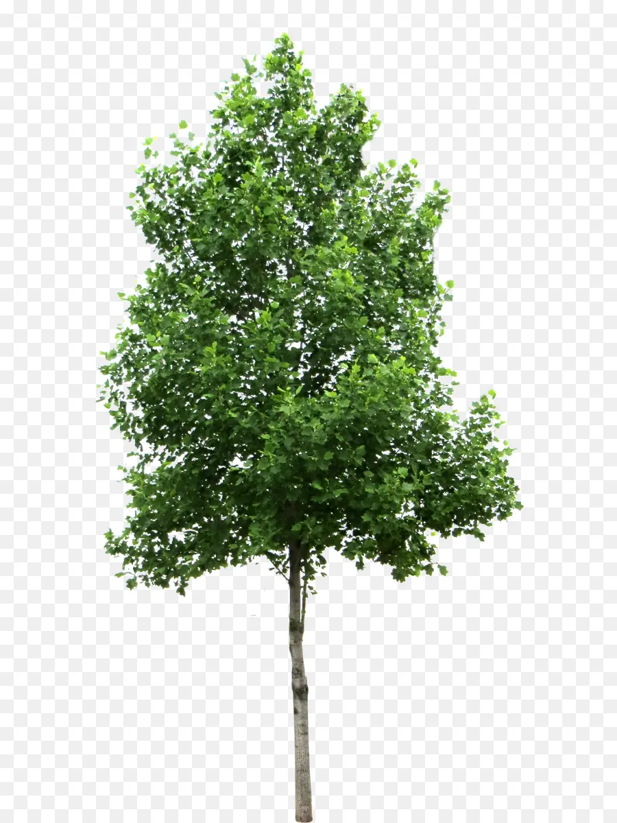 Acer Ginnala，شجرة PNG