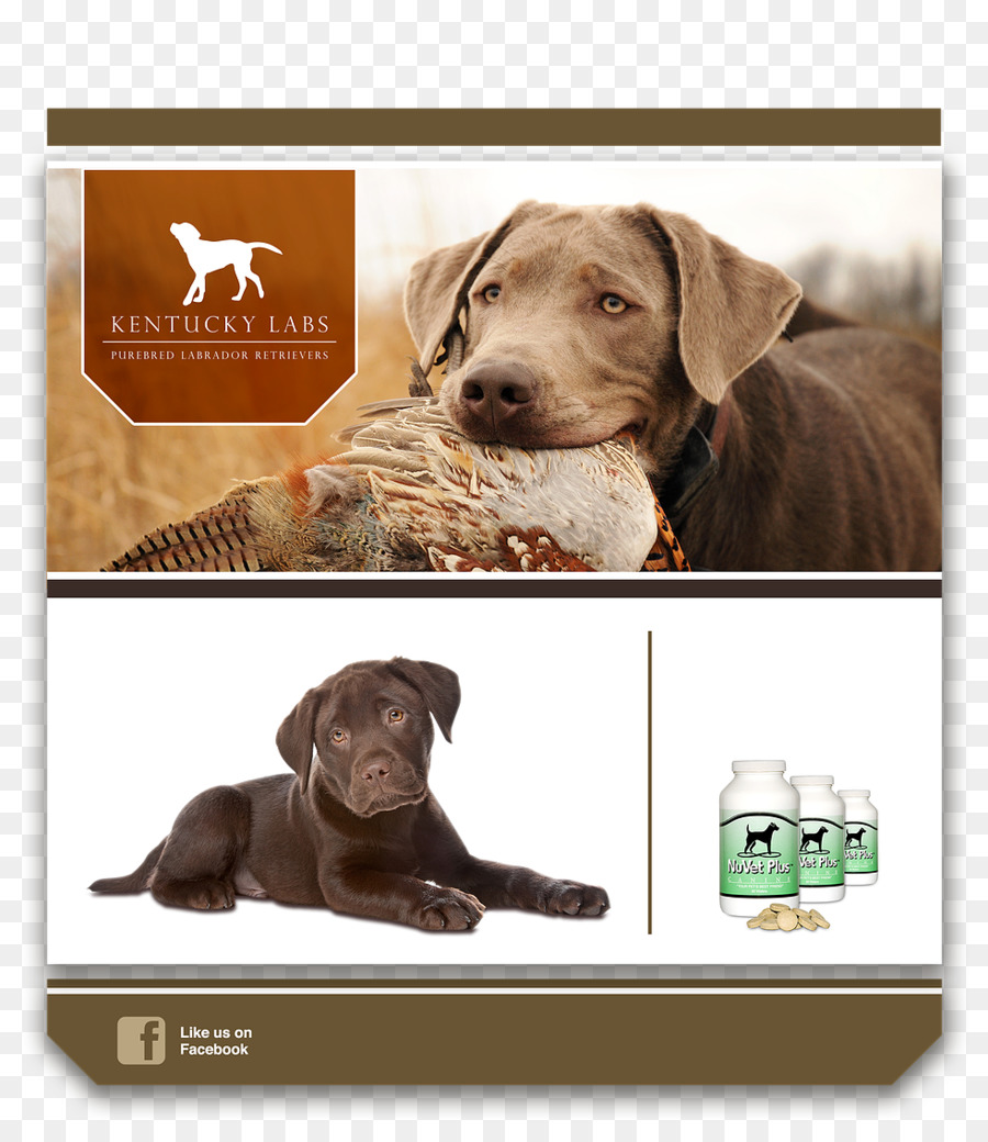 المكتشف لابردور，Chesapeake Bay Retriever PNG