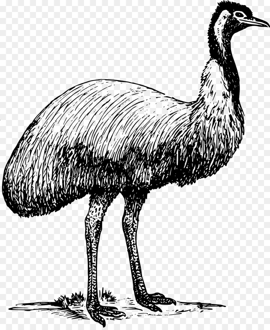 المشتركة النعام，Emu PNG