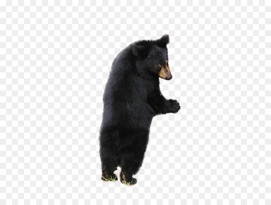 الدب，الدب الأسود الأمريكي PNG
