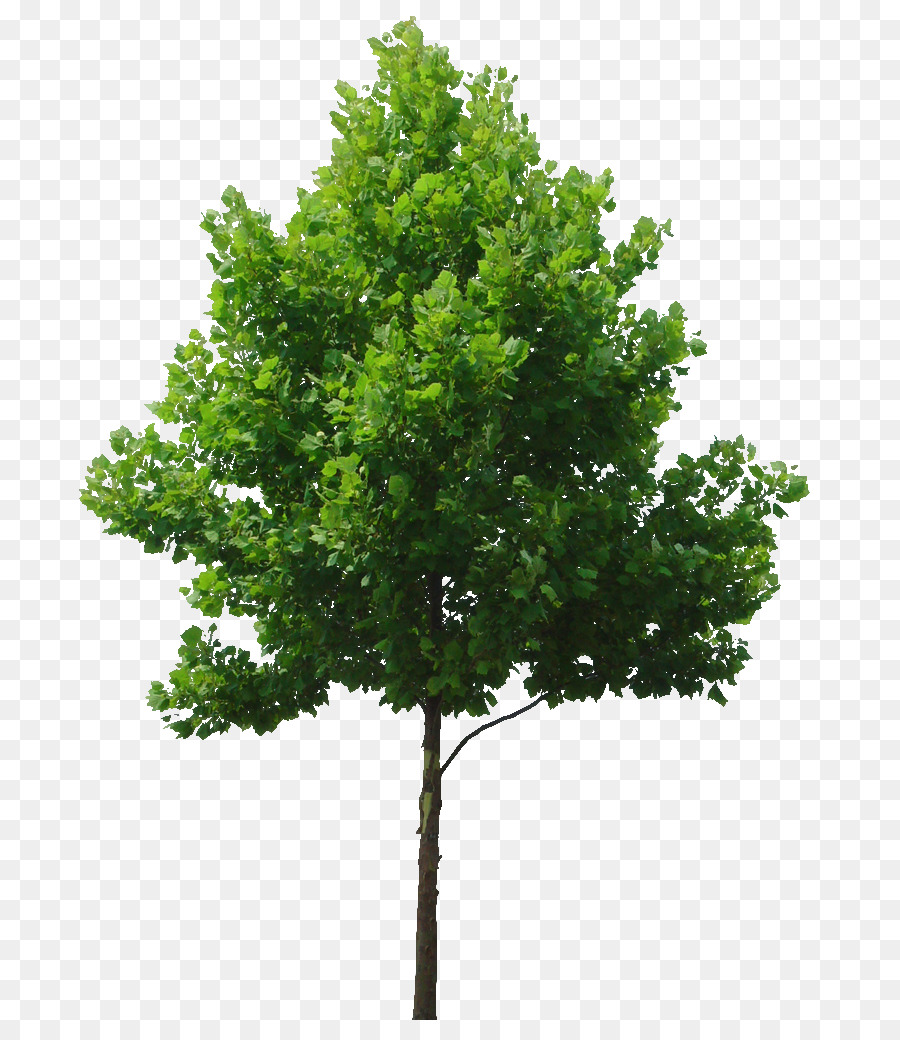 شجرة الزيزفون