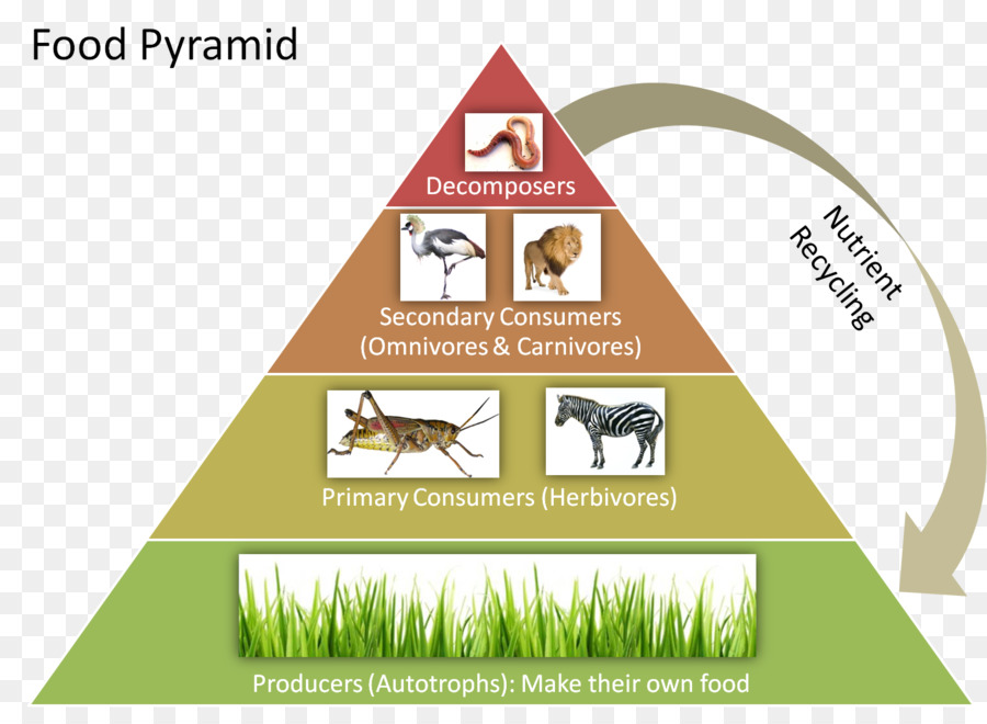 تمثل من مخلوق في السلسلة آخر الغذائية النظام الطاقة حي إلى البيئي انتقال السلسلة الغذائية