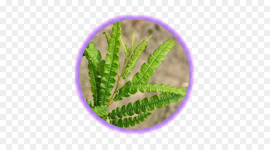 Sweetfern，السرخس PNG