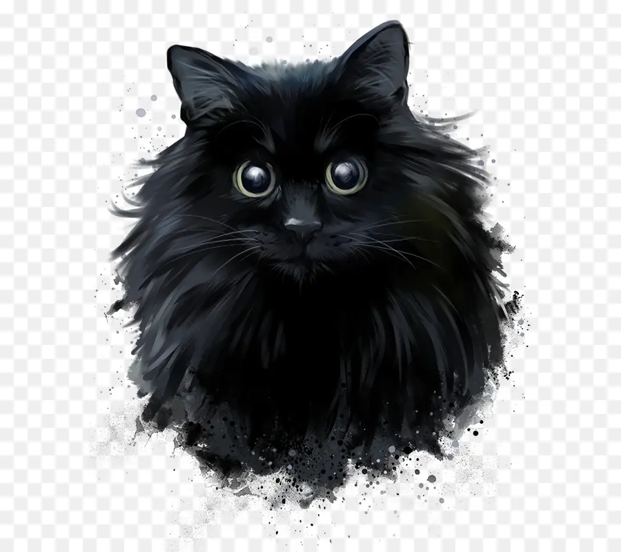 القط الفارسي，القط الأسود PNG