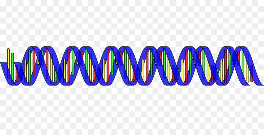 الحمض النووي الحلزوني المزدوج，الحمض النووي PNG