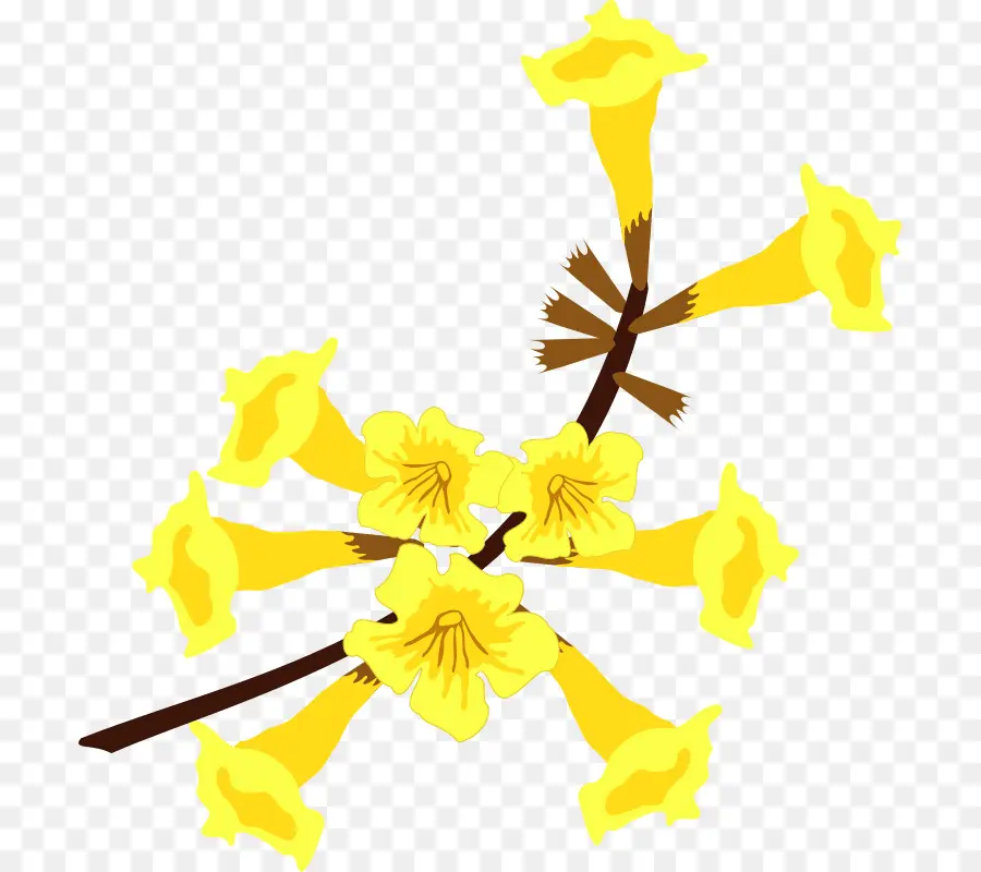 زهرة，الأصفر PNG