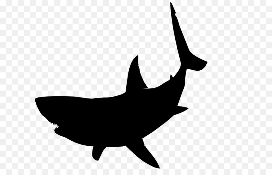 القرش，صورة ظلية ، PNG