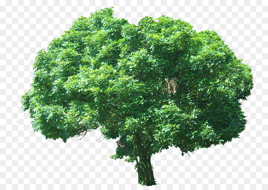 شجرة，ليتشي PNG