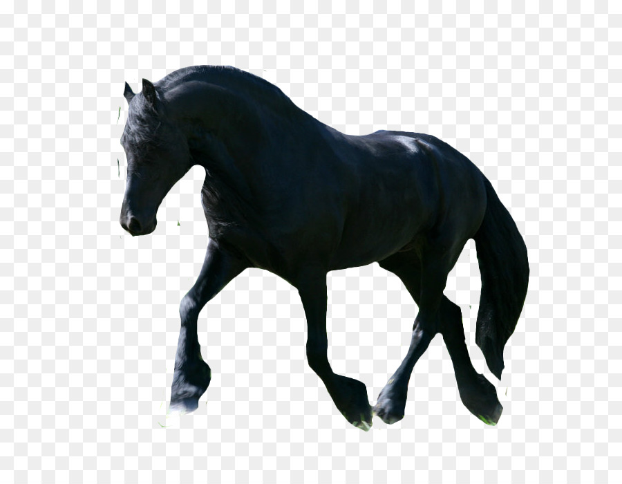 الحصان الأندلسي，موستانج PNG