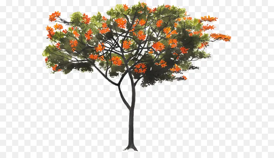 شجرة，Cordia Boissieri PNG