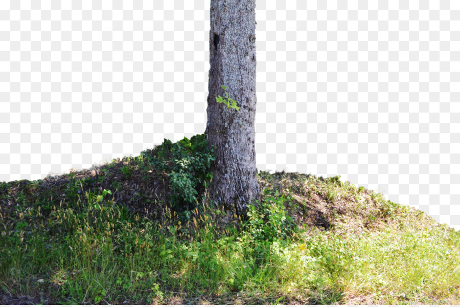 شجرة，الجذع PNG