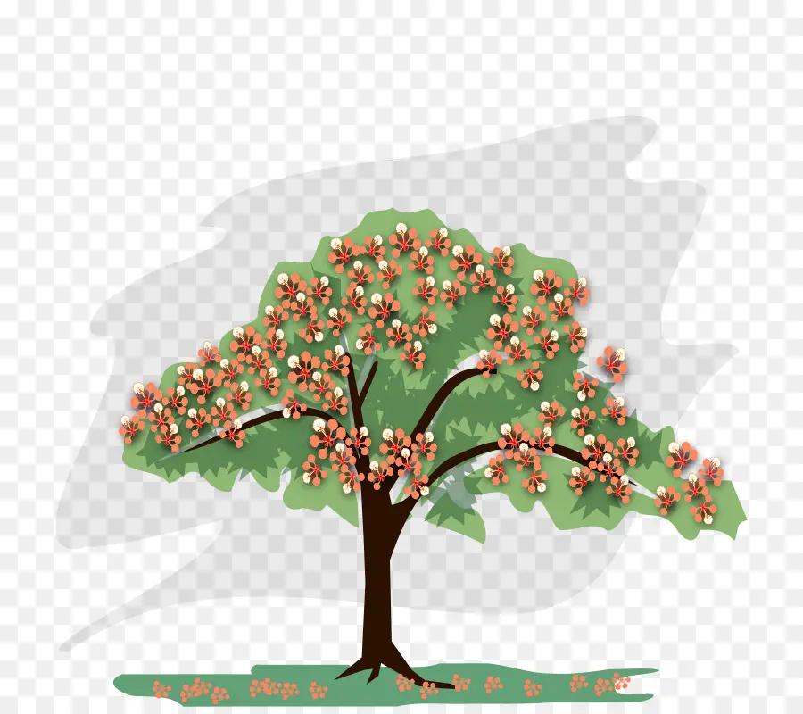 Royal Poinciana，رسم الأشجار PNG