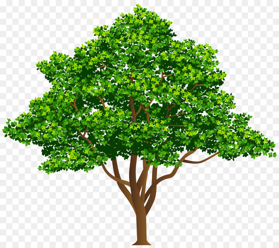 شجرة，الصنوبر PNG