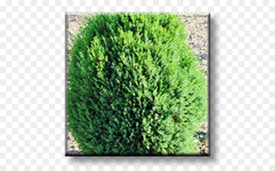 Arborvitae，دائمة الخضرة PNG