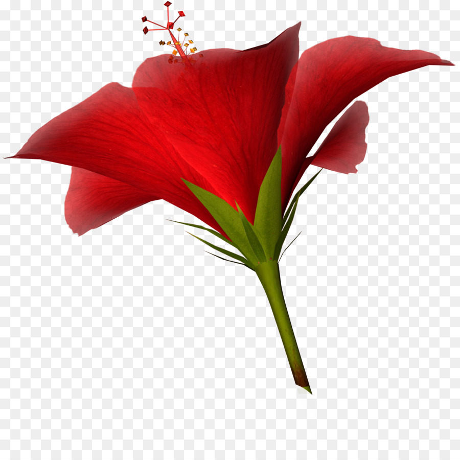 زهرة，قطع الزهور PNG